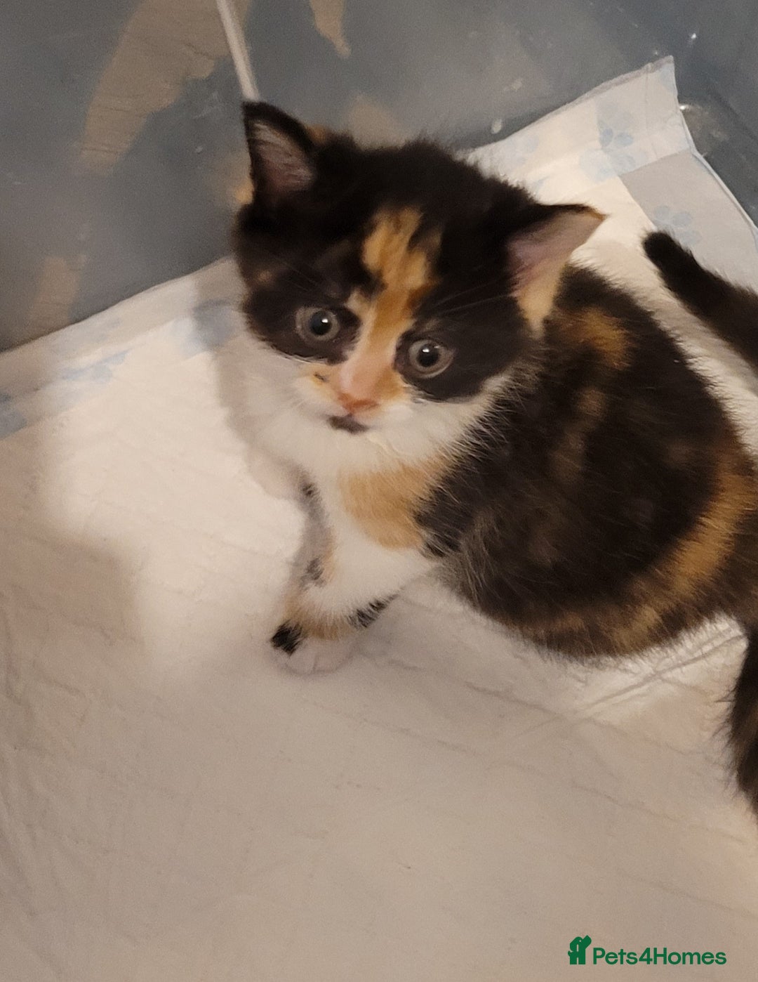 Munchkin cats for sale: Kitten for free adoption  - Advert 2