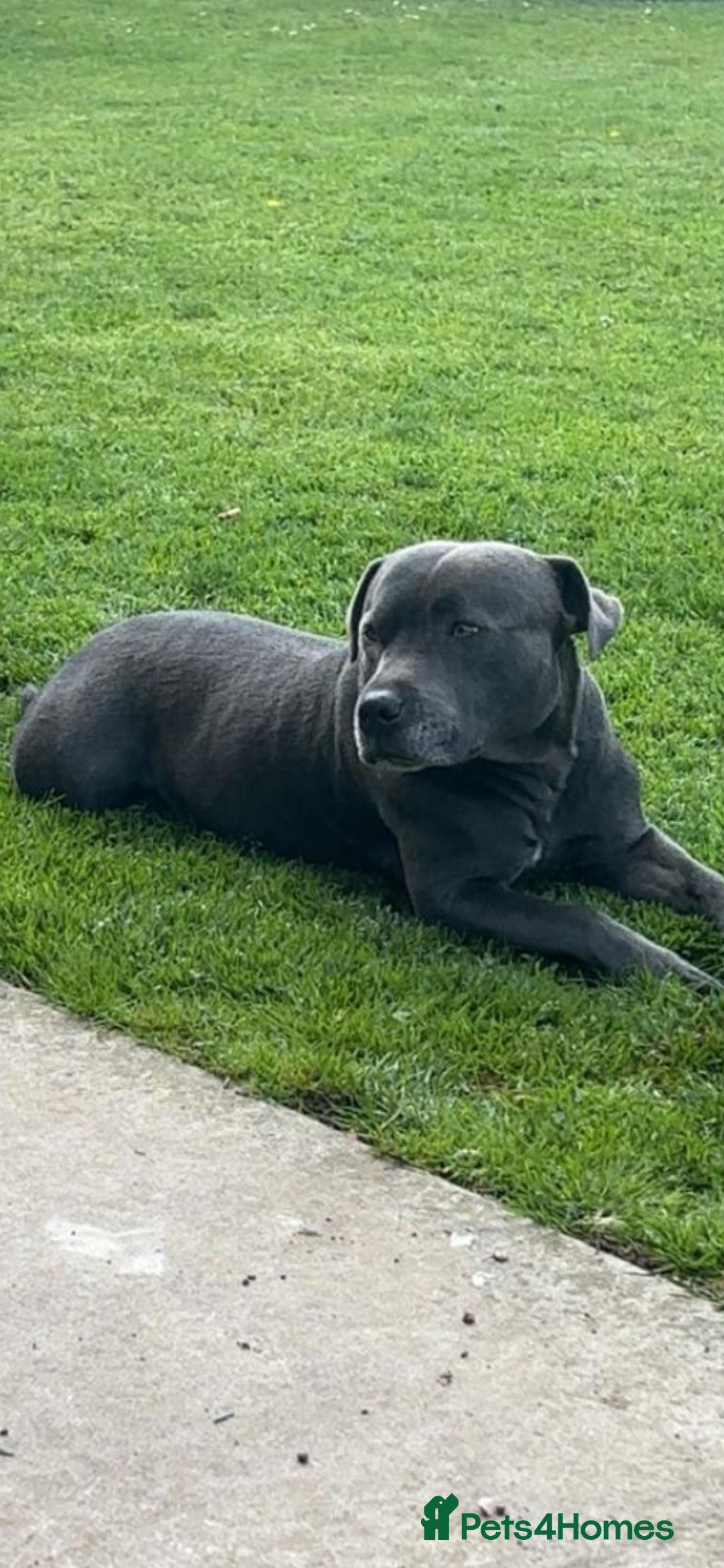 Staffordshire Bull Terrier dogs for sale: Beautiful blue staffy puppies  - Advert 12
