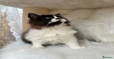 British Longhair cats - Advert 12