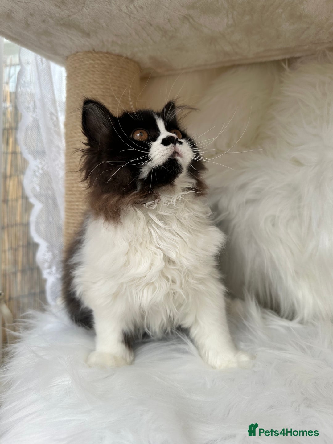 British Longhair cats for sale: Champion line PEDIGREE BLH/BSH kittens 🩵🩷💙 - Image 3