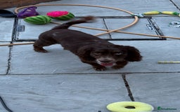 Mixed Breed dogs for sale: Male Merle Cocker - Image 4