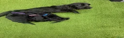 Cockapoo dogs for sale: Beautiful cockapoo puppies  - Advert 1