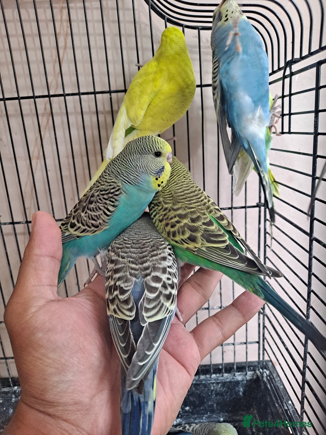 Budgerigars birds for sale: Silly hand tamed baby budgies for sale  - Image 15
