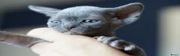 Devon Rex cats for sale: ❤️ Pure Line Devon Rex Kittens Available ❤️ - Advert 14