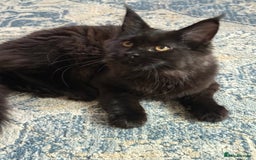Maine Coon cats for sale: Pure Breed Female Maine Coons Available  in Paisley - Image 5