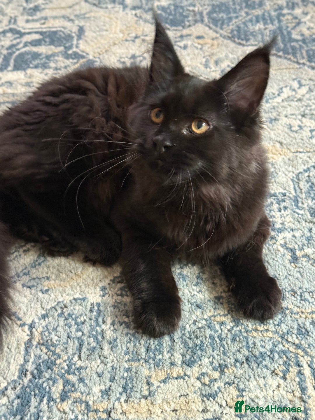 Maine Coon cats for sale: Pure Breed Female Maine Coons Available  in Paisley - Image 5