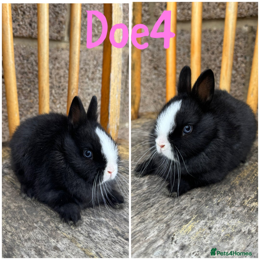 Netherland Dwarf rabbits for sale: Pure breed Netherlands Dwarf  - Image 4