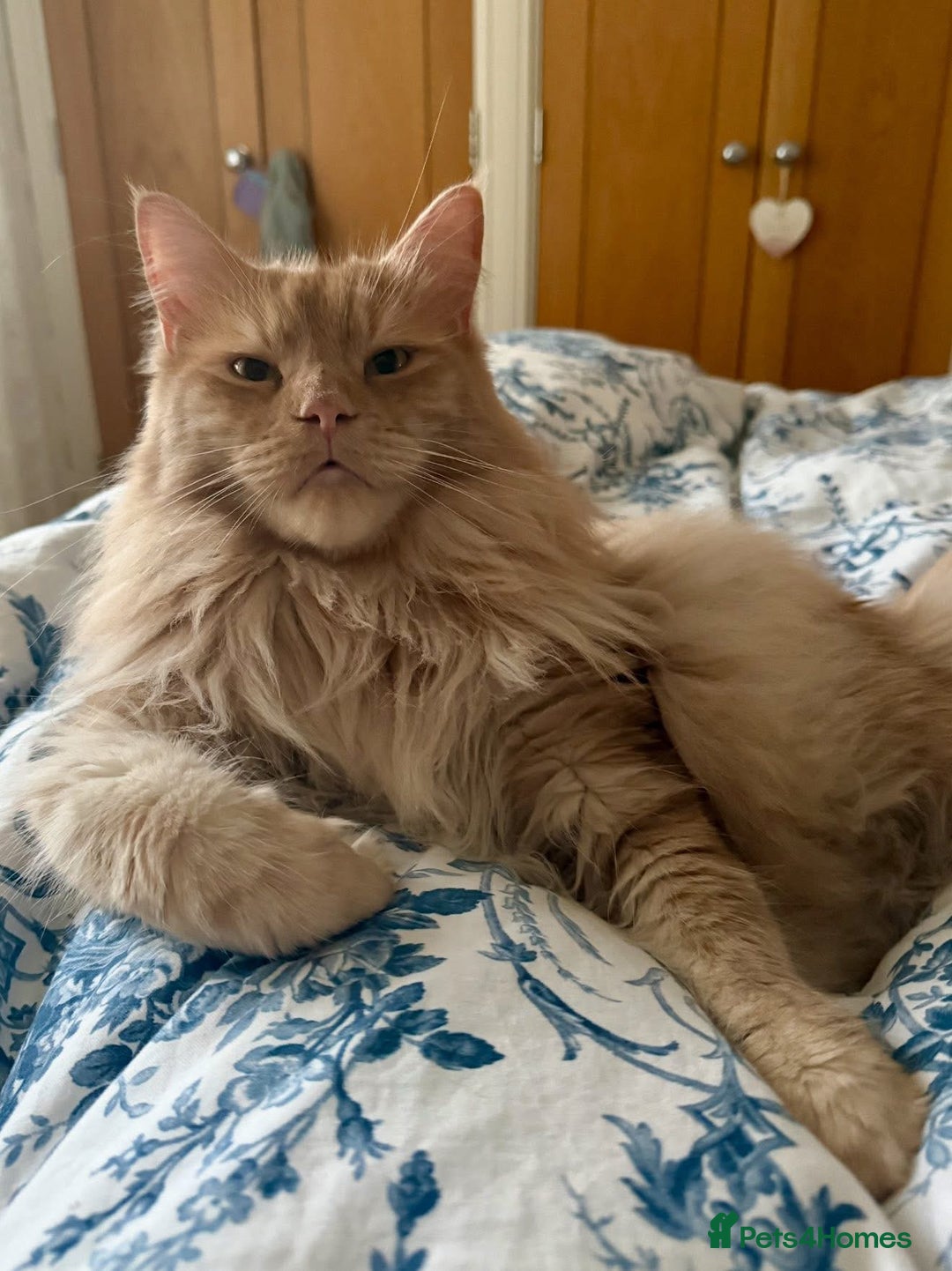 Maine Coon cats for sale: Gorgeous bundles of fluff n mischief  - Image 21