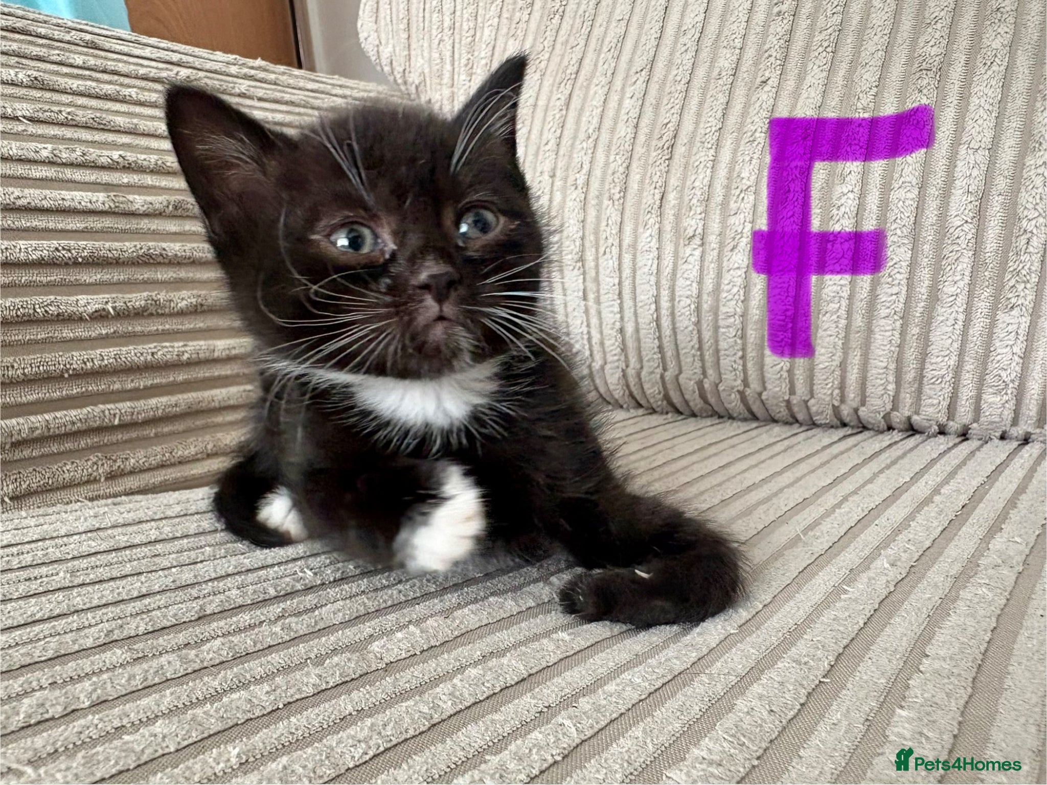 Mixed Breed cats 🐾 Beautiful and playful Tuxedo & mixed Kittens  - Advert 1