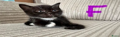 Mixed Breed Kitten 1