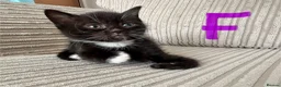 Mixed Breed cats for sale: 🐾 Beautiful and playful Tuxedo & mixed Kittens  - Advert 1