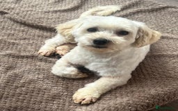 Maltipoo dogs for sale: 3yr old Maltipoo male. Loving, friendly nature.  - Image 1
