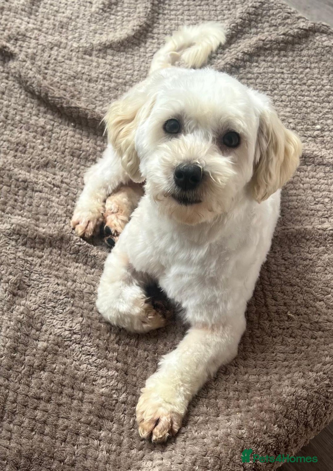 Maltipoo dogs for sale: 3yr old Maltipoo male. Loving, friendly nature.  - Image 1