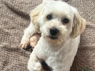 Maltipoo dogs - Advert 6