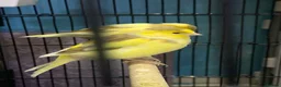 Canaries birds for sale: Fife canaries  - Advert 5
