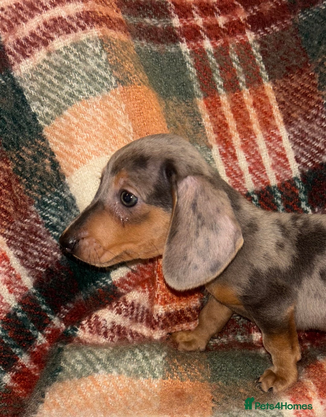 Miniature Dachshund dogs for sale: 🐶 beautiful tiny Dachshund puppies🐶 - Advert 16