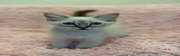 Ragdoll cats for sale: 2 Lynx ragdoll kittens ready to go NOW - Advert 15