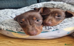 Miniature Dachshund dogs for sale: Mini Dachshund Puppies - Image 10
