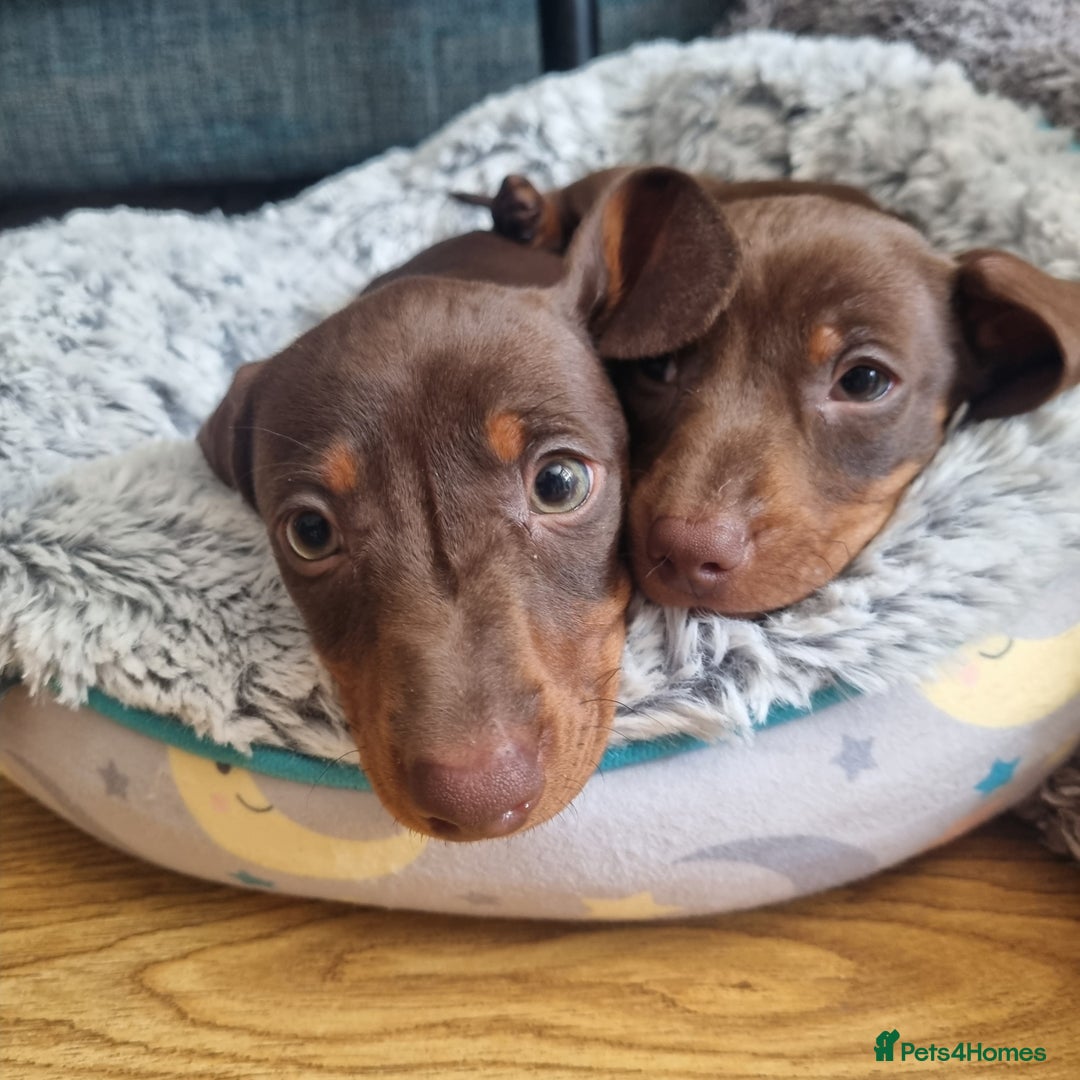Miniature Dachshund dogs for sale: Mini Dachshund Puppies - Image 10