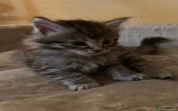 Maine Coon cats for sale: Maine coon kittens  - Image 24