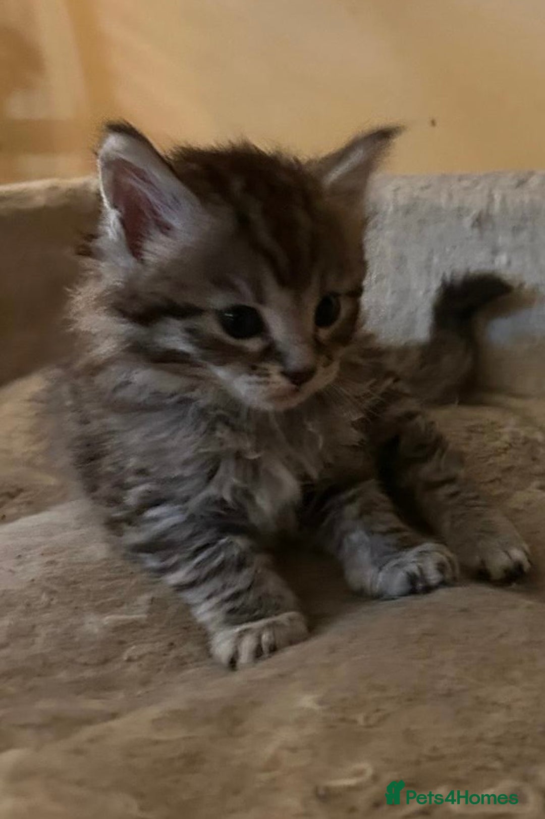 Maine Coon cats for sale: Maine coon kittens  - Image 24