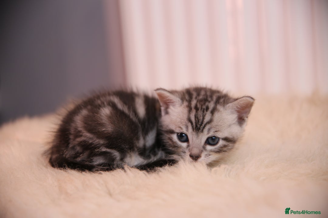 Bengal cats for sale: Adorable Snow / Charcoal Bengal kittens for sale - Advert 18