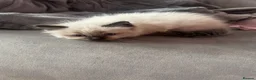 Ragdoll cats for sale: Ragdoll kittens - Advert 7