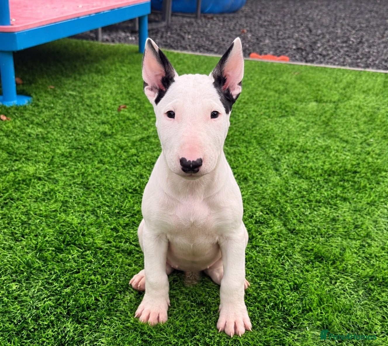English Bull Terrier dogs Stunning English bull terrier puppies for sale  - Advert 1