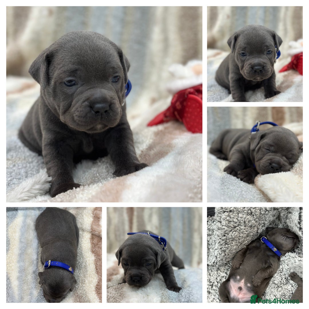 Staffordshire Bull Terrier dogs for sale: ✨🥰🐶 KC Registered Staffordshire Bull Terrier  🐾 - Advert 5
