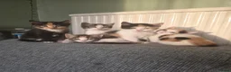 British Shorthair cats for sale: 4 beautiful kittens in Brighton - Advert 2