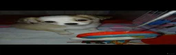 Chihuahua dogs for sale: three beautiful Chihuahua puppies  - Advert 8