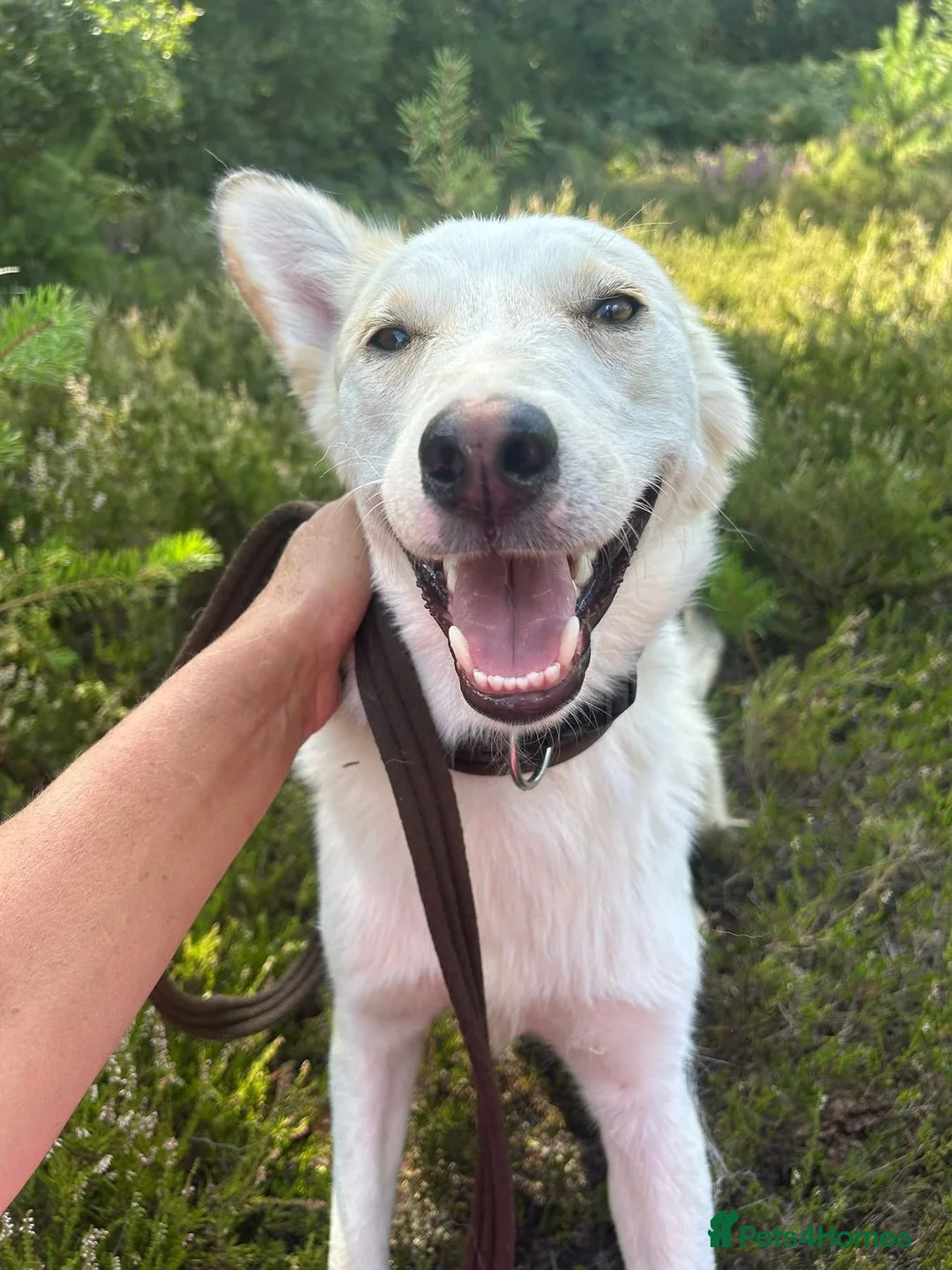Mixed Breed dogs for adoption: Song - Norwich Norfolk  - Advert 14
