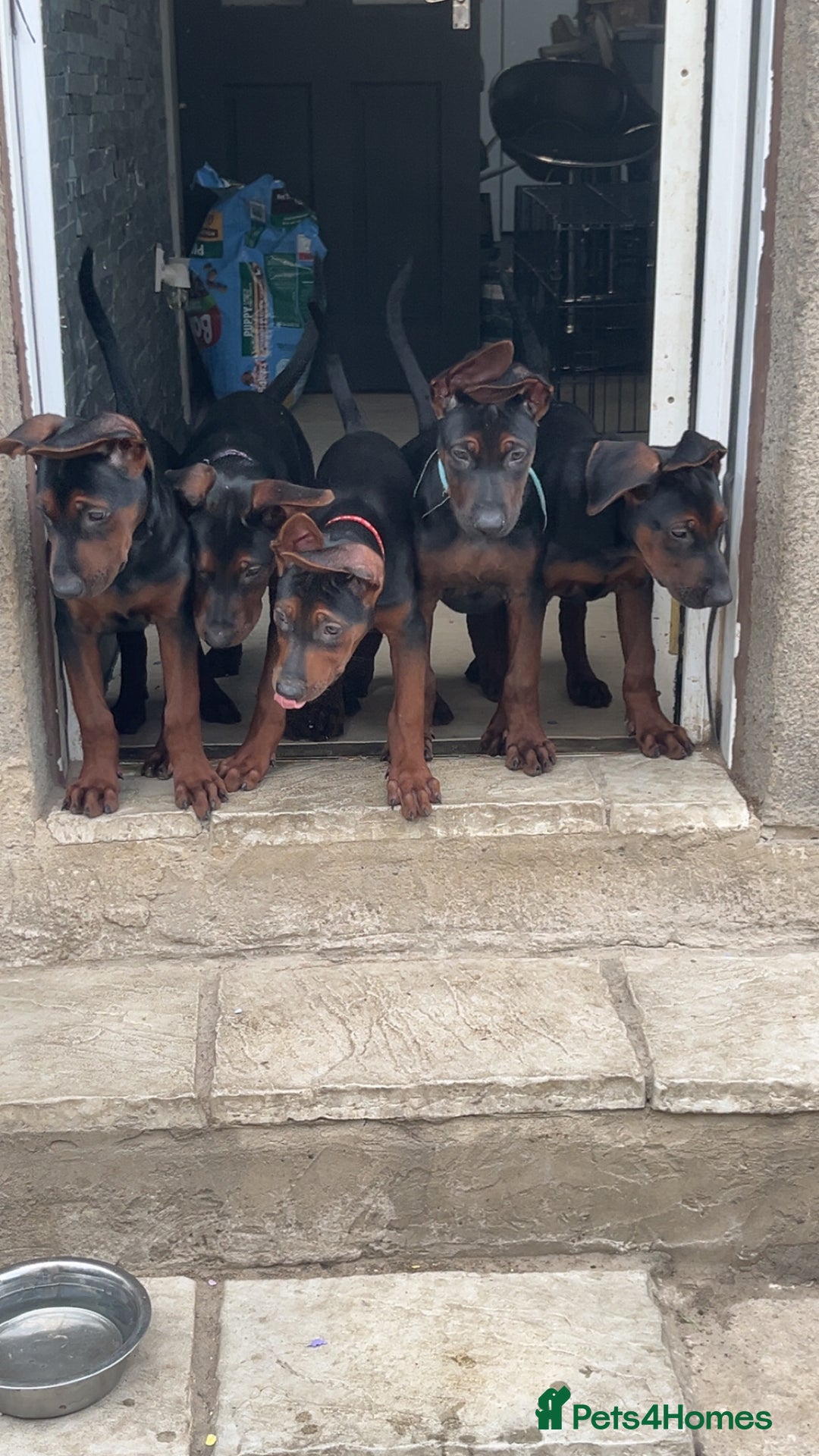Mixed Breed dogs for sale: Laizhou Hong (Chinese red dog) puppies  in Rotherham - Image 17