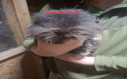 Mixed Breed rabbits for sale: 10 mixed breed rabbits  - Advert 12