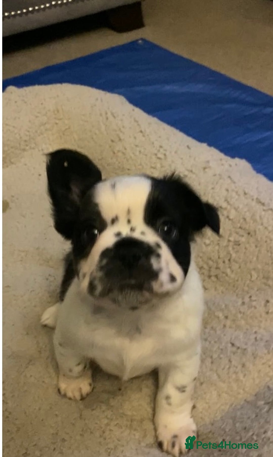 French Bulldog dogs for sale: French bulldogs puppy’s for sale - Advert 9