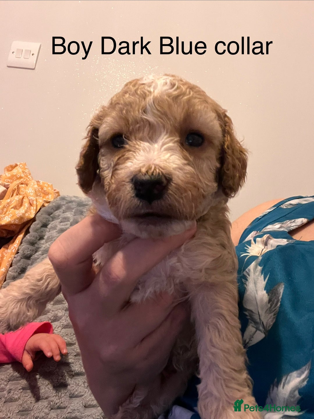 Cockapoo dogs for sale: Adorable F2 Cockapoo Puppies - Advert 13