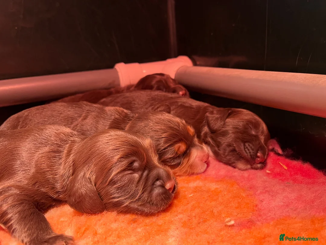 Cocker Spaniel dogs for sale: Gorgeous Chocolate Working cocker pups - Advert 1