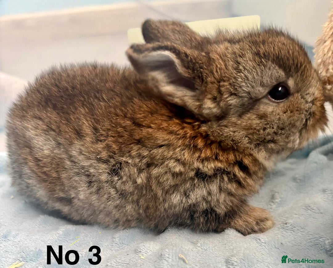 Mini Lop rabbits for sale: Beautiful Mini Lop Baby Bunnies 🐰 - Advert 12