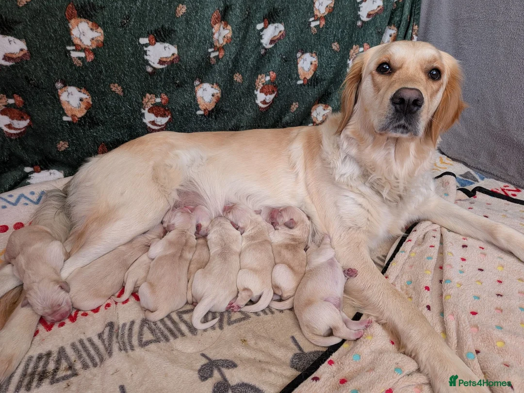 Golden Retriever dogs for sale: Gorgeous golden retriever puppies  - Advert 1