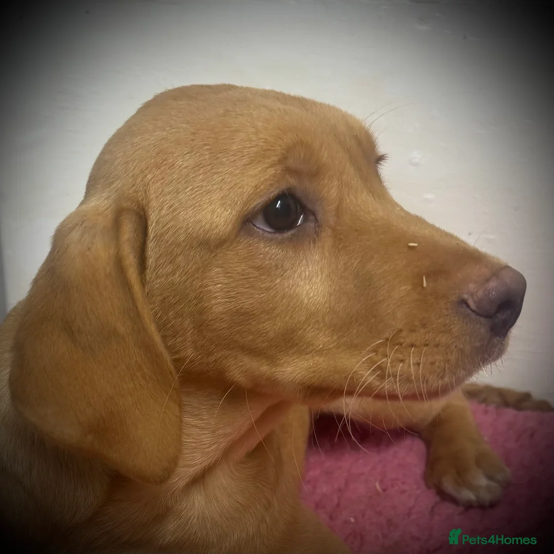 Labrador Retriever dogs for sale: 🧡 Pale Fox Red Yellow Labrador Puppies 💛 - Advert 11