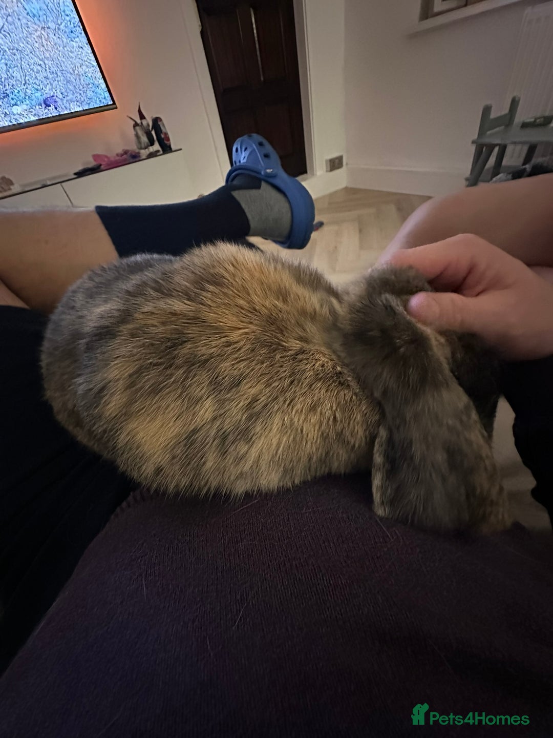 Dwarf Lop rabbits for sale: 2 Female Dwarf Lop Rabbits - Advert 11