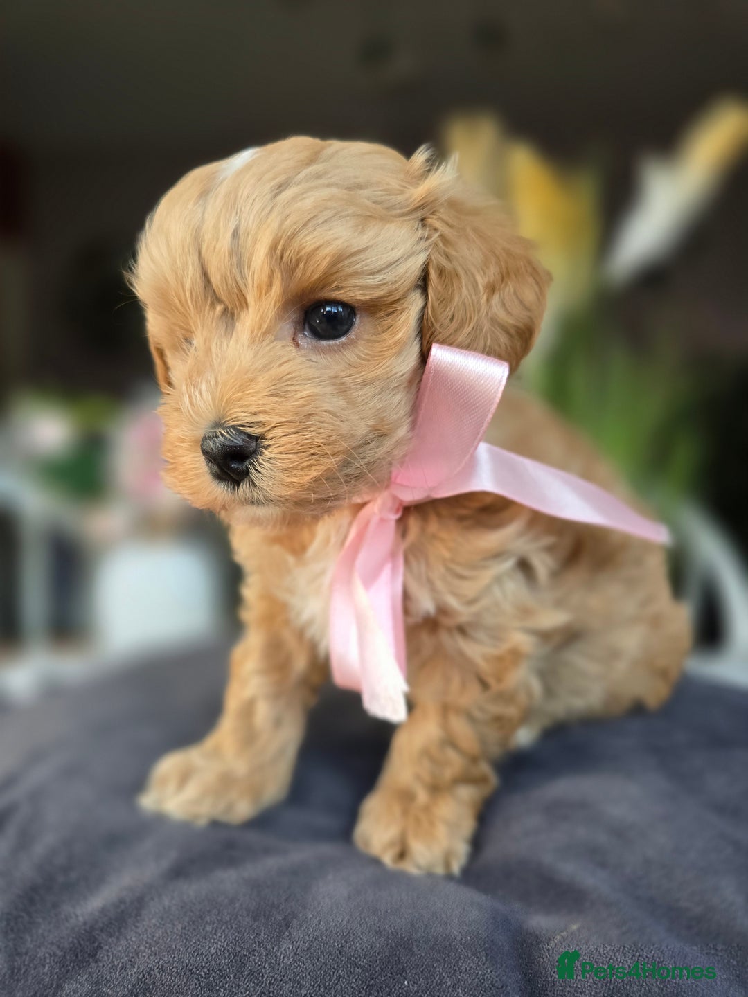 Maltipoo dogs for sale: LAST 🩷 BOY  looking forever home 🏡 😍  - Image 13