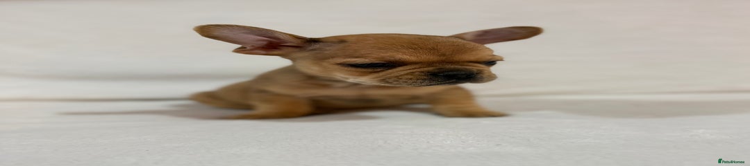 French Bulldog Puppy 4