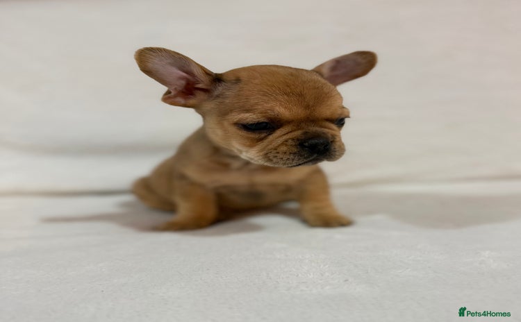 French Bulldog dogs 🐶 French Bulldog Pups 🐶 - Advert 1