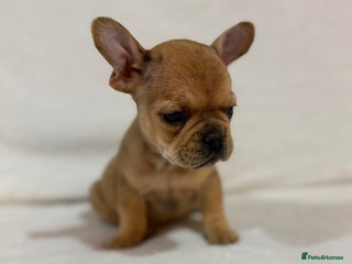 French Bulldog dogs 🐶 French Bulldog Pups 🐶 - Advert 1
