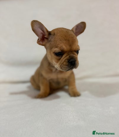 French Bulldog dogs 🐶 French Bulldog Pups 🐶 - Advert 1