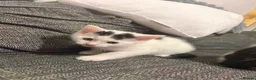 Mixed Breed cats for sale: X 2 male kittens in Warrington - Advert 4