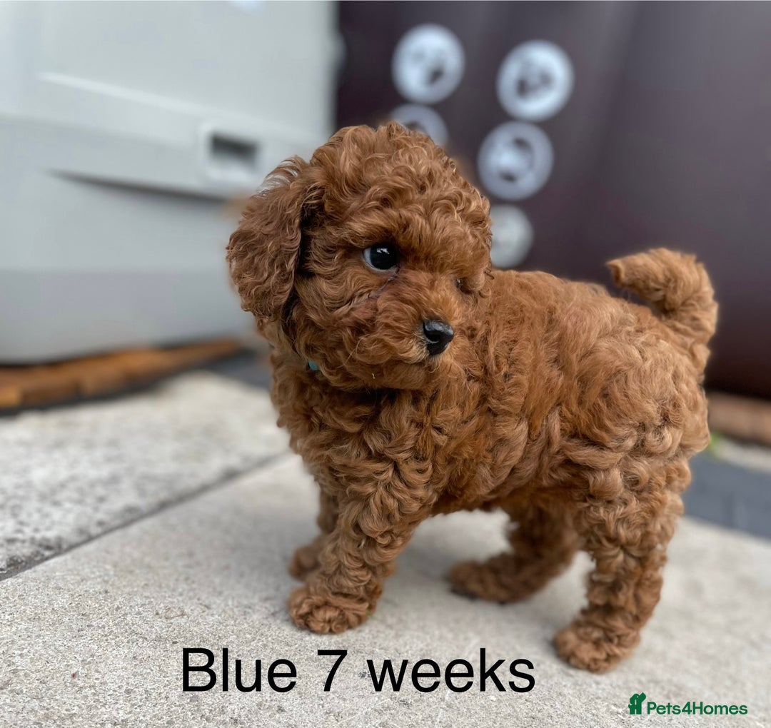 Toy Poodle dogs for sale: Asian Toy Poodle Puppies  - Image 10