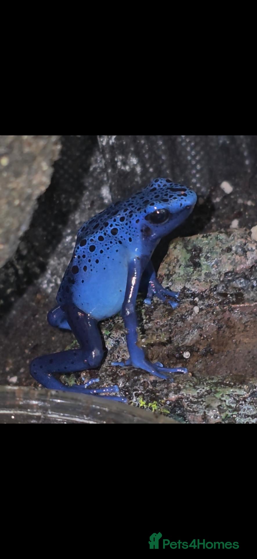 Frog reptiles Dendrobates tinctorius Azules Dart Frog Tadpoles - Advert 1