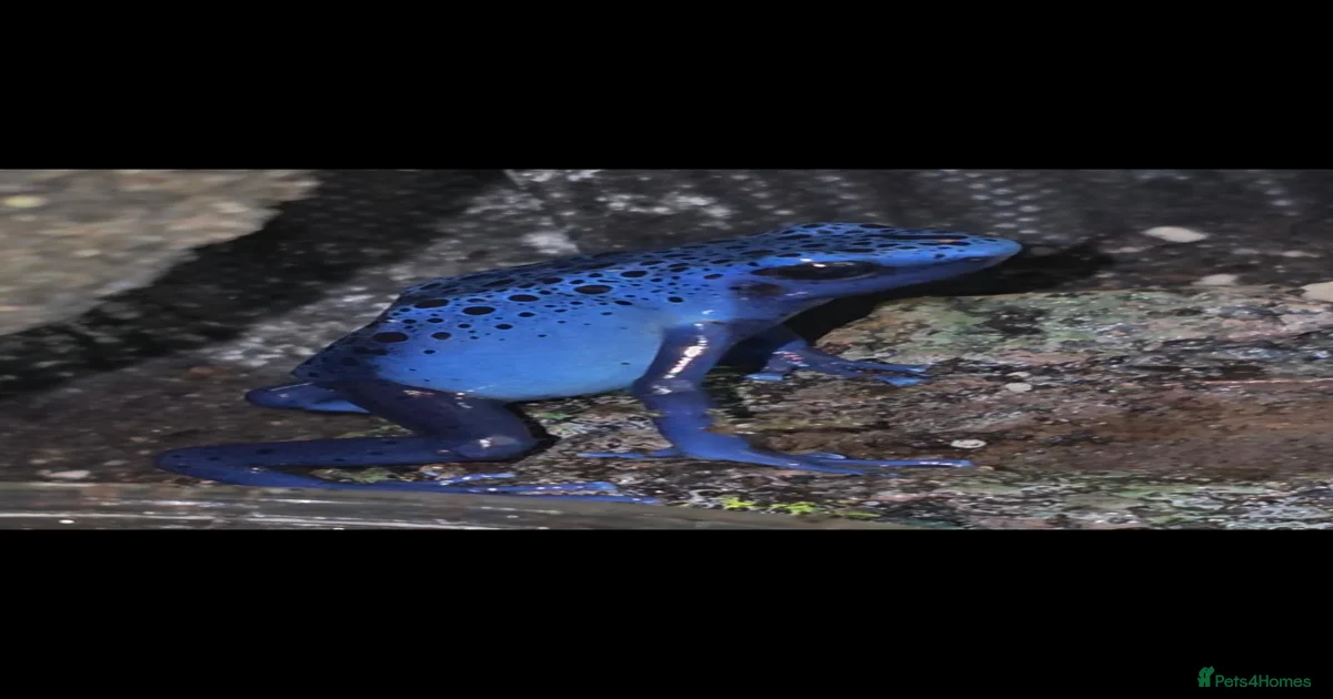 Dart frog Frog Reptiles for sale | Pets4Homes